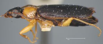 Media type: image;   Entomology 19537 Aspect: habitus lateral view